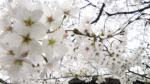 Image429-02.png