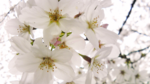 Image431-02.png