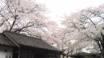 Image436-02.png